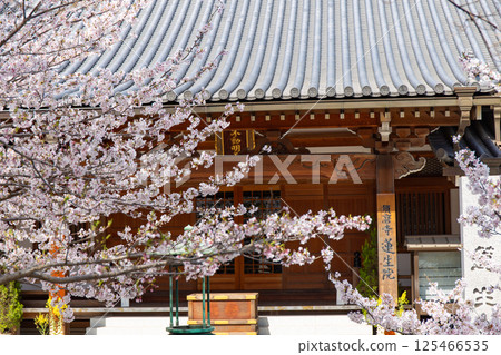 Rensei-in Temple at Suma-dera Temple in Kobe with cherry blossoms in full bloom 125466535