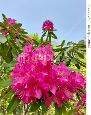 << Nanazawa Forest Park >> Rhododendron in full bloom << Nanazawa Forest Park >> Rhododendron in full bloom 125466620