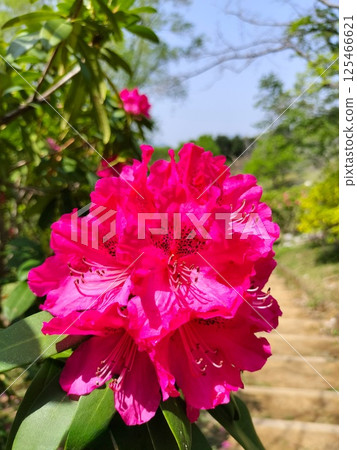 << Nanazawa Forest Park >> Rhododendron in full bloom 125466621
