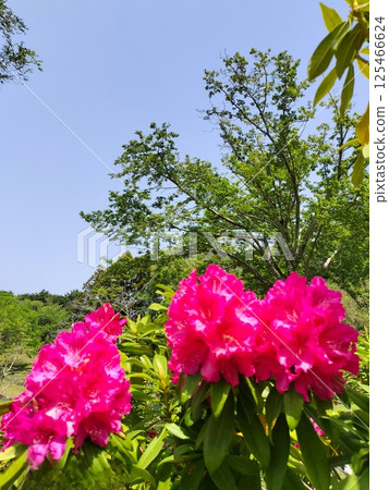 《七澤森林公園》杜鵑花盛開 《七澤森林公園》杜鵑花盛開 125466624