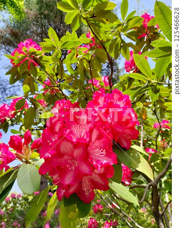 << Nanazawa Forest Park >> Rhododendron in full bloom << Nanazawa Forest Park >> Rhododendron in full bloom 125466628