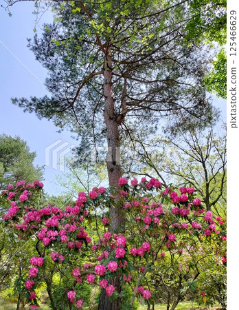 << Nanazawa Forest Park >> Rhododendron in full bloom << Nanazawa Forest Park >> Rhododendron in full bloom 125466629