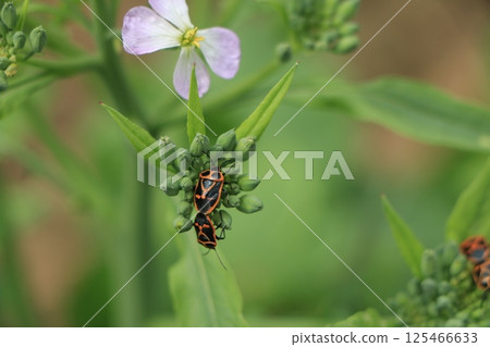 A larva on a radish sprout A larva on a radish sprout 125466633
