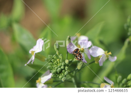 A radish flower-attaching worm A radish flower-attaching worm 125466635