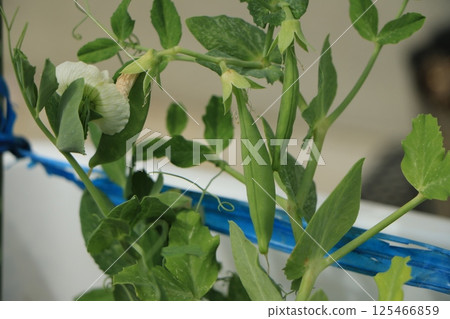 Fruited snap peas 125466859