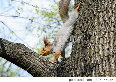 Squirrel climbing down tree trunk in spring forest. 125466956