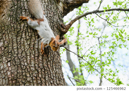 Squirrel clinging to tree trunk in spring park. 125466962