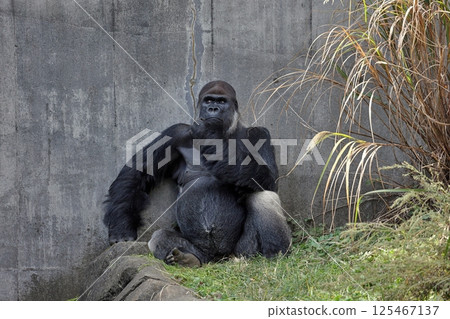 雄性大猩猩坐著凝視 125467137
