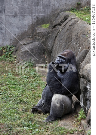 雄性大猩猩靠在牆上，看著鏡頭 125467138