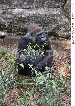 A female gorilla eating a tree branch 125467140