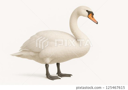 天鵝 125467615