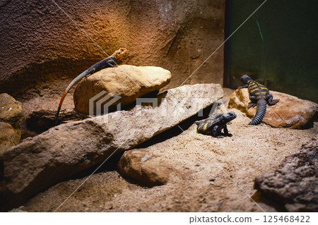 Small Lizards Living On Rocks  125468422