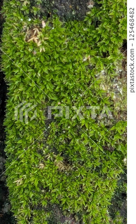 A lush carpet of bright green moss covers a textured surface, likely a tree trunk or rock 125468482