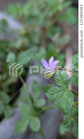 A tiny purple wildflower blooms gracefully among fresh green leaves, capturing the delicate beauty of nature in close-up. 125468483