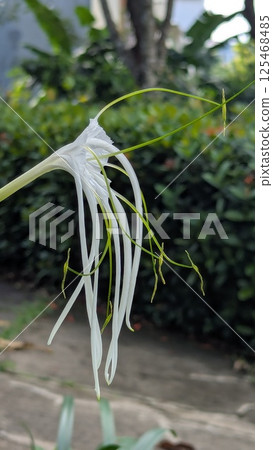 A white Spider Lily flower with long, slender petals gracefully extends, showcasing its unique form against a soft background. 125468485