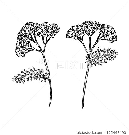 Vector illustration of two yarrow flowers with feathery leaves in black and white. Hand-drawn botanical elements for herbal design, packaging, medicinal themes, and natural projects. 125468490