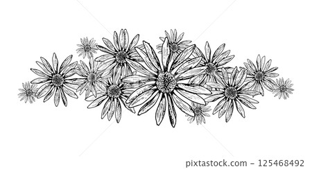 Vector illustration of blooming field flowers in black and white. Hand-drawn botanical border with daisy-like herbs. Perfect for packaging, prints, wedding decor, natural and eco projects. 125468492