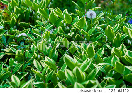 The vibrant green leaves of variegated narcissus 125468520
