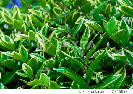 The vibrant green leaves of variegated narcissus 125468521