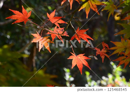 Yamadaike Park 2024 Yamadaike Park 2024 125468545