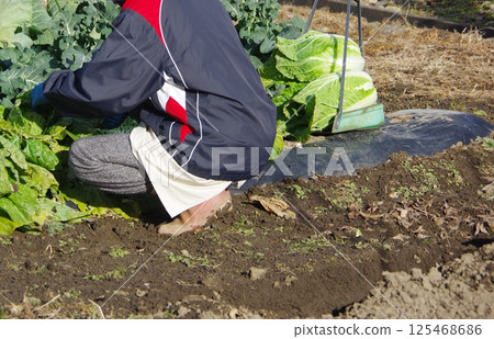 田間收割大白菜 125468686