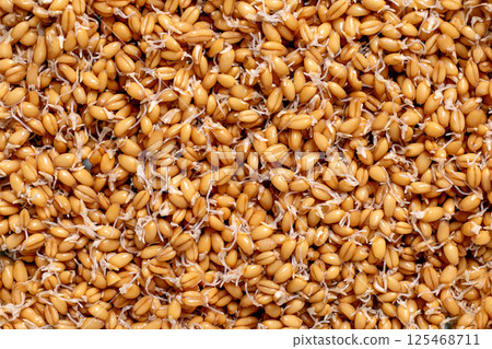 Sprouted Wheat Grains Healthy Organic Background Sprouted Wheat Grains Healthy Organic Background 125468711