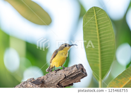 Bird (Olive-backed sunbird) on tree in nature wild 125468755