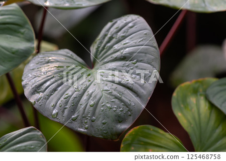 Greenery background of nature plant and leaf 125468758