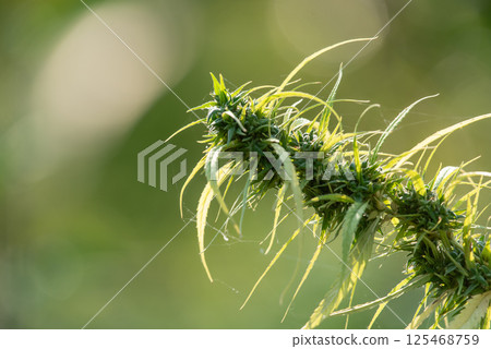 Greenery background nature plant leaf (Cannabis) 125468759