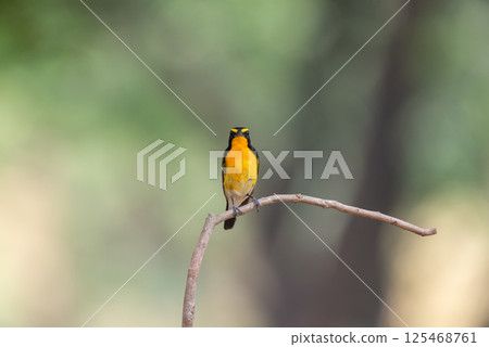 Bird (Narcissus Flycatcher) on tree in nature wild Bird (Narcissus Flycatcher) on tree in nature wild 125468761
