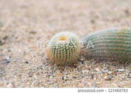 Cactus and Cactus flowers popular for decorative Cactus and Cactus flowers popular for decorative 125468763
