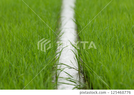 Nature of rice field on rice paddy Nature of rice field on rice paddy 125468776
