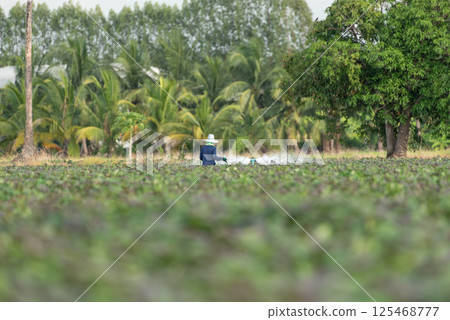 Nature of sweet potatoes plantation, yam farming 125468777