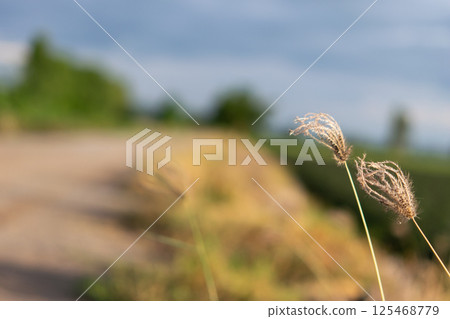 Nature of grass field, flower grass with sunlight 125468779