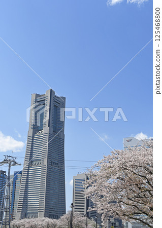 Yokohama Minato Mirai 21 and cherry blossoms 125468800