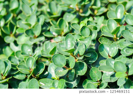 Ficus microcarpa, Ficus microcarpa L F or Laurel fig or laurel rubber or moraceae 125469151