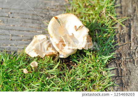 Helvella crispa ,Fungi or mushroom 125469203