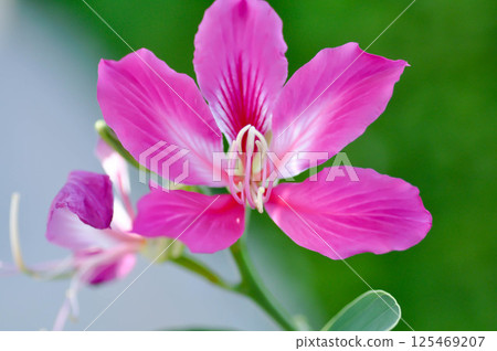 Purple Orchid Tree, Hong Kong Orchid Tree or Purple Bauhinia or Bauhinia purpurea L or pink flower 125469207
