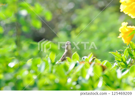 Great reed warblerBird or a bird 125469209
