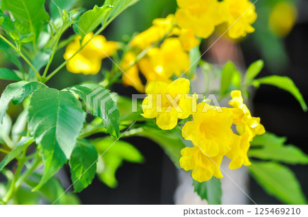 Trumpet vine, Yellow, Yellow bell or Yellow elder or  tecoma stans 125469210
