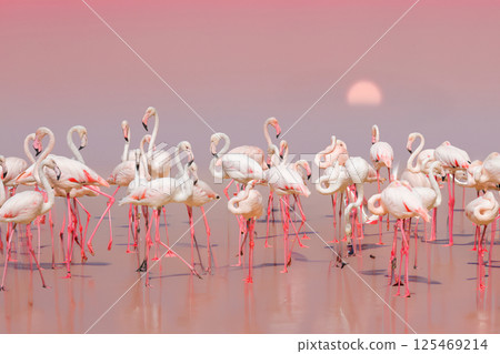 Greater Flamingo, Phoenicopterus ruber Greater Flamingo, Phoenicopterus ruber 125469214