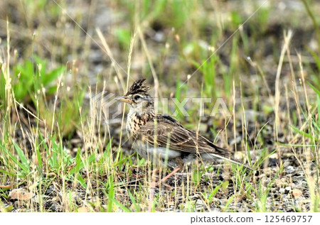 A skylark landed on the grass A skylark landed on the grass 125469757