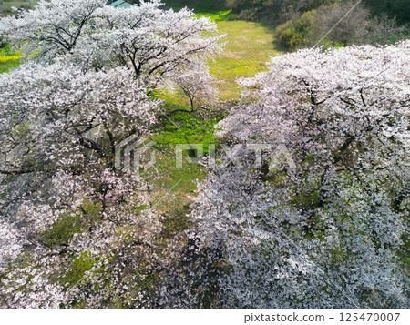 Aerial view of an old cherry tree in full bloom 125470007