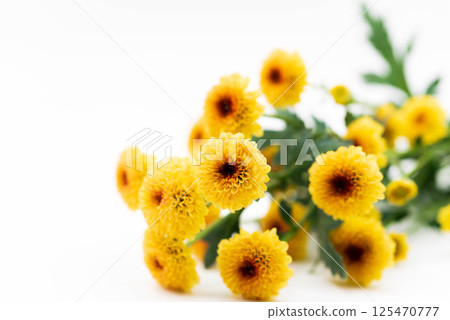 噴菊花 125470777