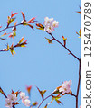 Sakura that shines in the blue sky 125470789