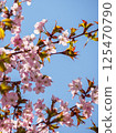 Sakura that shines in the blue sky 125470790