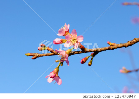 Close up blooming pink wild Himalayan Cherry flowers branch with blue sky in sunny day Close up blooming pink wild Himalayan Cherry flowers branch with blue sky in sunny day 125470947