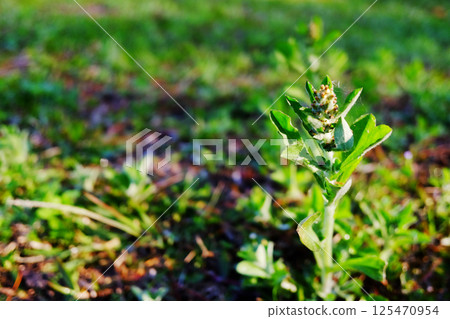 Close up blooming green wildflower on green lawn field in natural sunlight. Copy space Close up blooming green wildflower on green lawn field in natural sunlight. Copy space 125470954