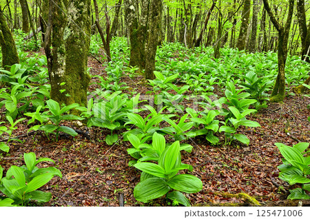 Young leaves of Veratrum vera growing in the Teppokinoto Forest in Tanzawa Young leaves of Veratrum vera growing in the Teppokinoto Forest in Tanzawa 125471006