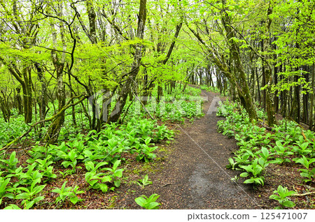Tanzawa's Koshu border ridge: Fresh greenery on the summit of Oiwa mountain 125471007